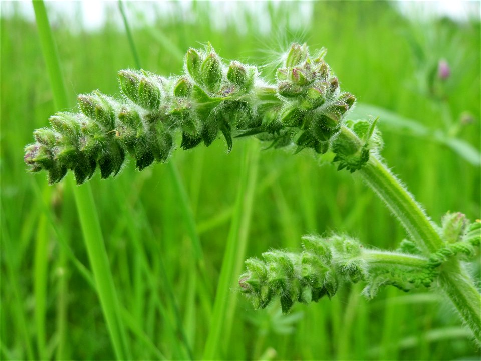 Wiesensalbei (Salvia pratensis) im Naturschutzgebiet Bachwiesen/Leopoldswiesen im Hockenheimer Rheinbogen