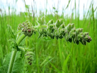 Wiesensalbei (Salvia pratensis) im Naturschutzgebiet Bachwiesen/Leopoldswiesen im Hockenheimer Rheinbogen photo