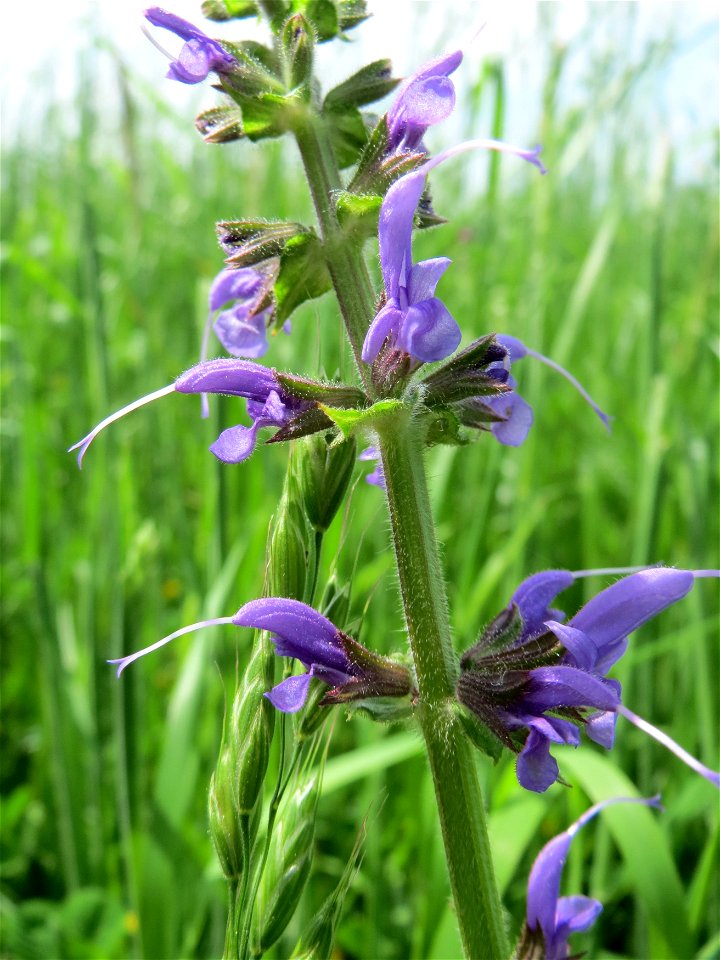 Wiesensalbei (Salvia pratensis) in den Horststückern im Landschaftsschutzgebiet „Hockenheimer Rheinbogen“