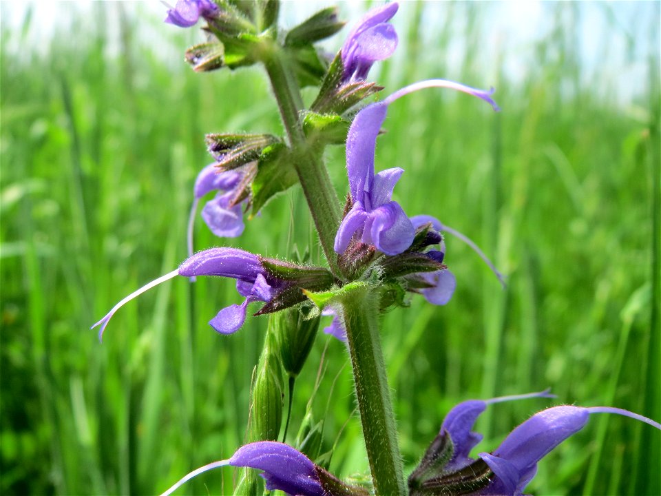Wiesensalbei (Salvia pratensis) in den Horststückern im Landschaftsschutzgebiet „Hockenheimer Rheinbogen“