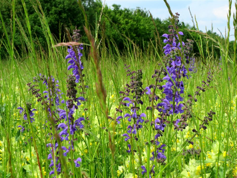 Wiesensalbei (Salvia pratensis) in den Horststückern im Landschaftsschutzgebiet „Hockenheimer Rheinbogen“ - im Hintergrund Klappertopf