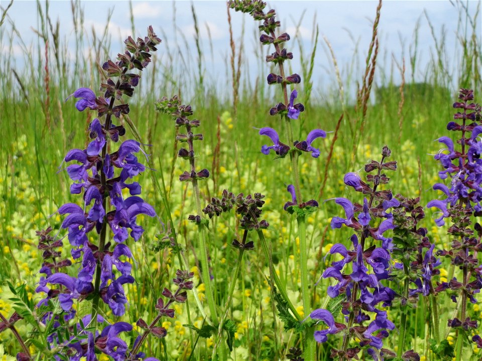 Wiesensalbei (Salvia pratensis) in den Horststückern im Landschaftsschutzgebiet „Hockenheimer Rheinbogen“ - im Hintergrund Klappertopf