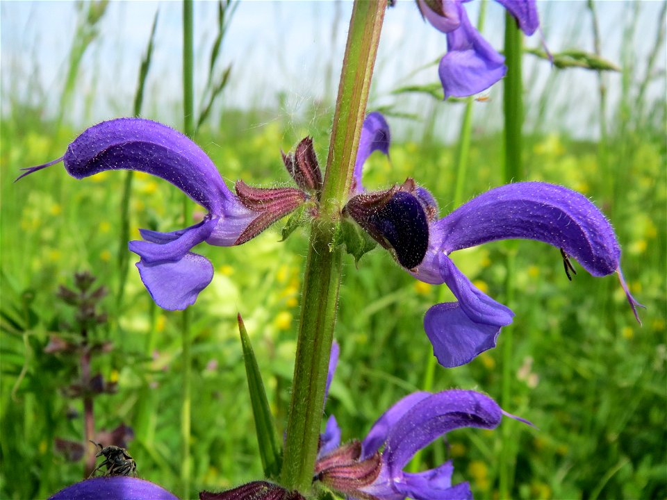 Wiesensalbei (Salvia pratensis) in den Horststückern im Landschaftsschutzgebiet „Hockenheimer Rheinbogen“ - im Hintergrund Klappertopf