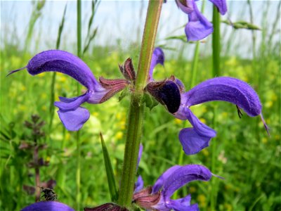 Wiesensalbei (Salvia pratensis) in den Horststückern im Landschaftsschutzgebiet „Hockenheimer Rheinbogen“ - im Hintergrund Klappertopf