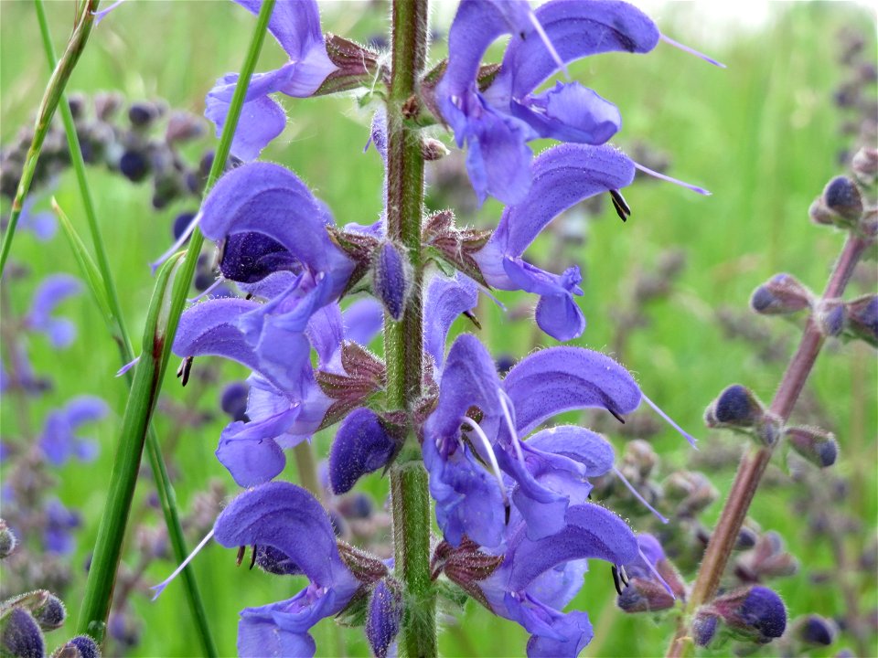 Wiesensalbei (Salvia pratensis) im Naturschutzgebiet „Bachwiesen/Leopoldswiesen“ im Landschaftsschutzgebiet „Hockenheimer Rheinbogen“