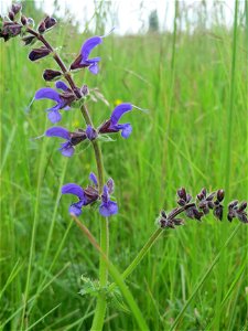 Wiesensalbei (Salvia pratensis) im Naturschutzgebiet „Karl-Ludwig-See“ im Landschaftsschutzgebiet „Hockenheimer Rheinbogen“