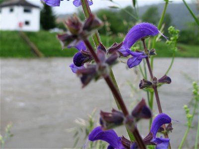 Wiesensalbei (Salvia pratensis) an der Saaraue Güdingen photo