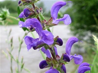 Wiesensalbei (Salvia pratensis) an der Saaraue Güdingen