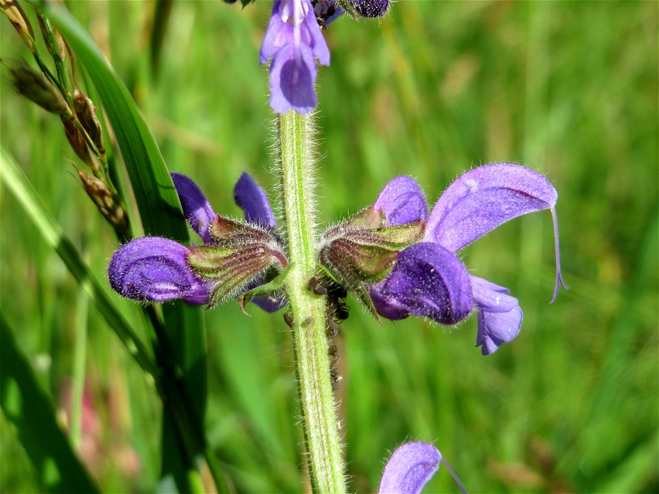 Wiesensalbei (Salvia pratensis) bei Nußloch