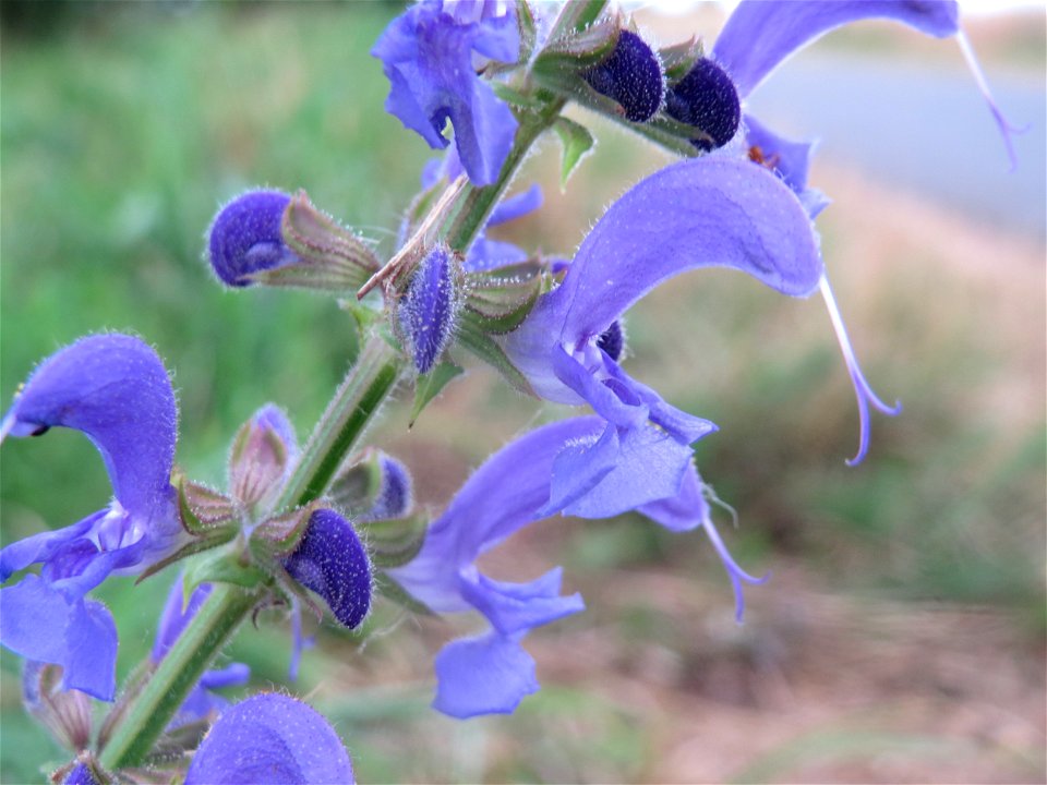 Wiesensalbei (Salvia pratensis) an der Elisabethenstraße bei Wiesbaden