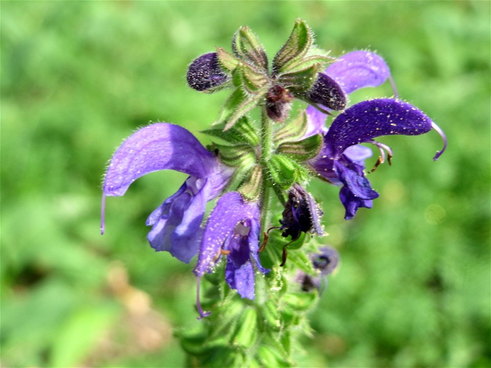 Wiesensalbei (Salvia pratensis) in Hockenheim