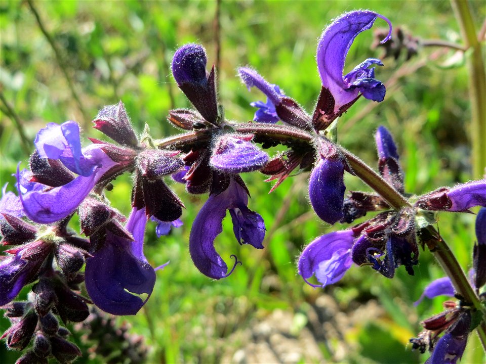 Wiesensalbei (Salvia pratensis) in Hockenheim