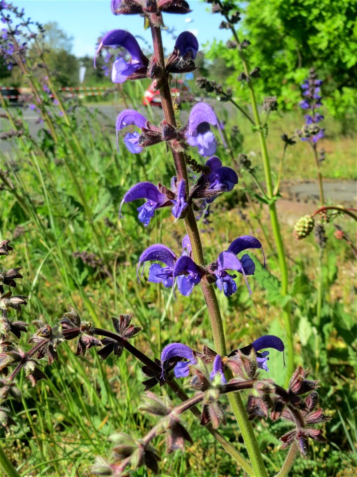 Wiesensalbei (Salvia pratensis) in Hockenheim - als Küchenkraut eher ungeeignet, ist zwar nicht giftig aber wenig aromatisch