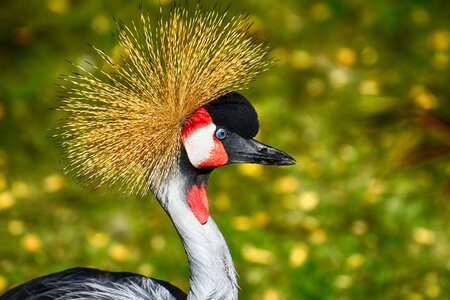 Feather colorful poultry photo