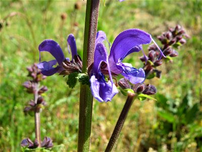 Wiesensalbei (Salvia pratensis) in Hockenheim - als Küchenkraut eher ungeeignet, ist zwar nicht giftig aber wenig aromatisch photo