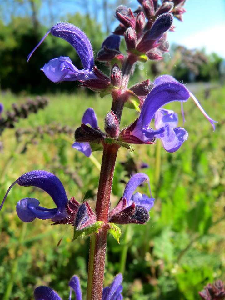 Wiesensalbei (Salvia pratensis) in Hockenheim - als Küchenkraut eher ungeeignet, ist zwar nicht giftig aber wenig aromatisch