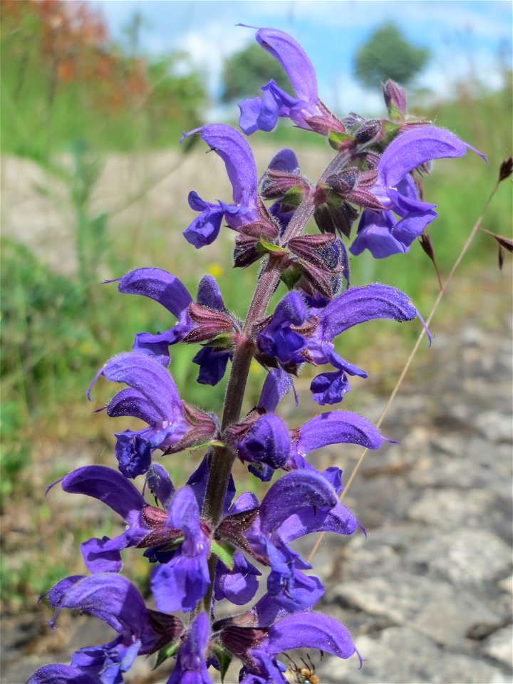 Wiesensalbei (Salvia pratensis) an der Saar in Saarbrücken