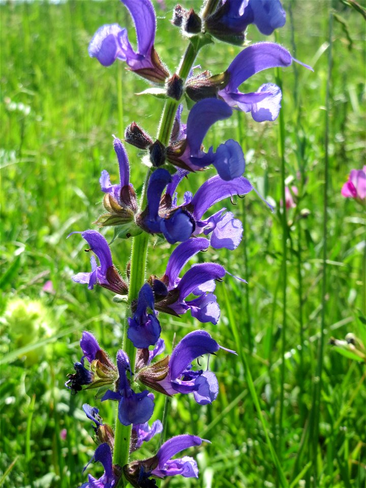 Wiesensalbei (Salvia pratensis) auf einer Wiese in den Horststückern im Landschaftsschutzgebiet „Hockenheimer Rheinbogen“