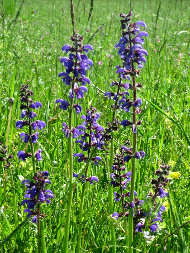 Wiesensalbei (Salvia pratensis) auf einer Wiese in den Horststückern im Landschaftsschutzgebiet „Hockenheimer Rheinbogen“