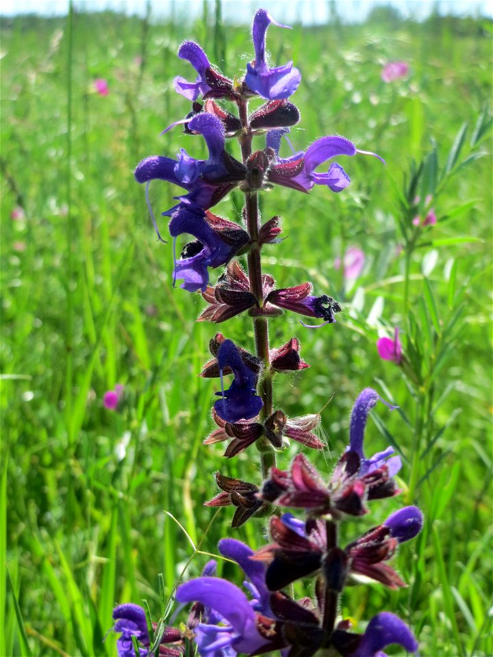 Wiesensalbei (Salvia pratensis) auf einer Klappertopf-Wiese in den Horststückern im Landschaftsschutzgebiet „Hockenheimer Rheinbogen“ photo