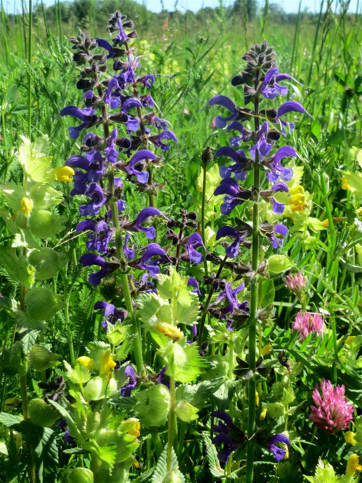 Wiesensalbei (Salvia pratensis) auf einer Klappertopf-Wiese in den Horststückern im Landschaftsschutzgebiet „Hockenheimer Rheinbogen“