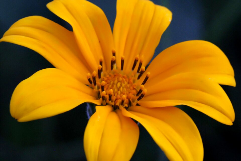 Nature sunflower summer