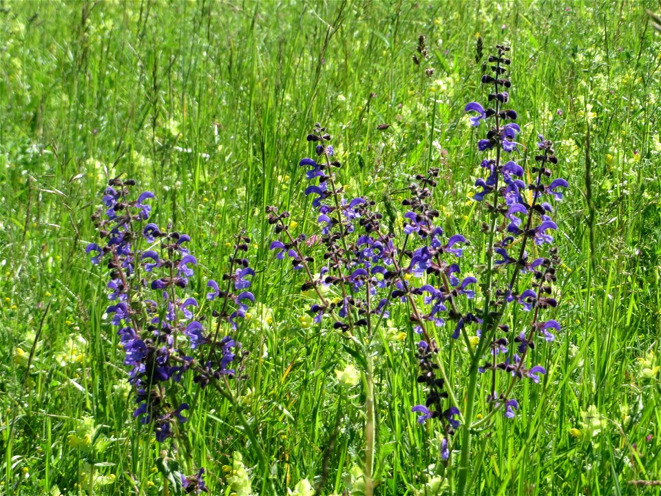 Wiesensalbei (Salvia pratensis) auf einer Wiese in den Horststückern im Landschaftsschutzgebiet „Hockenheimer Rheinbogen“