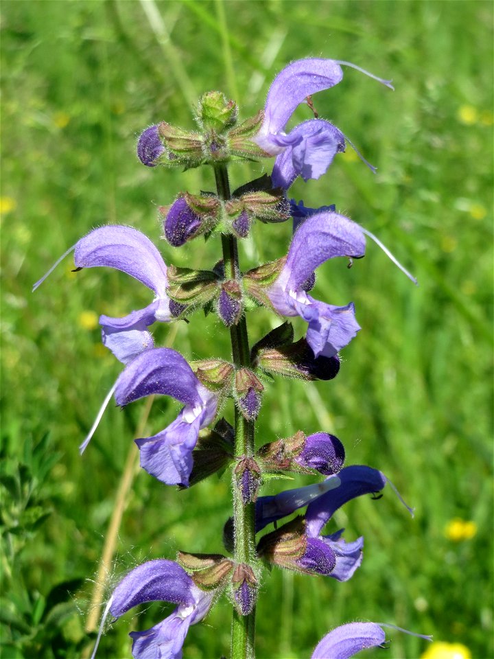 Wiesensalbei (Salvia pratensis) in Hockenheim
