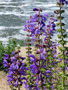 Wiesensalbei (Salvia pratensis) in der Saaraue Güdingen