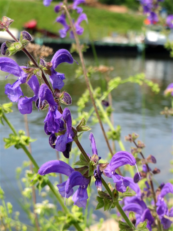 Wiesensalbei (Salvia pratensis) in der Saaraue Güdingen