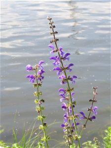 Wiesensalbei (Salvia pratensis) in der Saaraue Güdingen