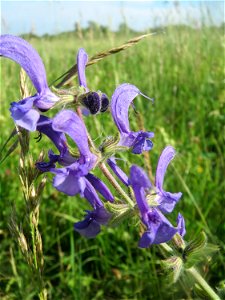 Wiesensalbei (Salvia pratensis) auf einer Wiese in den Horststückern im Landschaftsschutzgebiet „Hockenheimer Rheinbogen“ photo