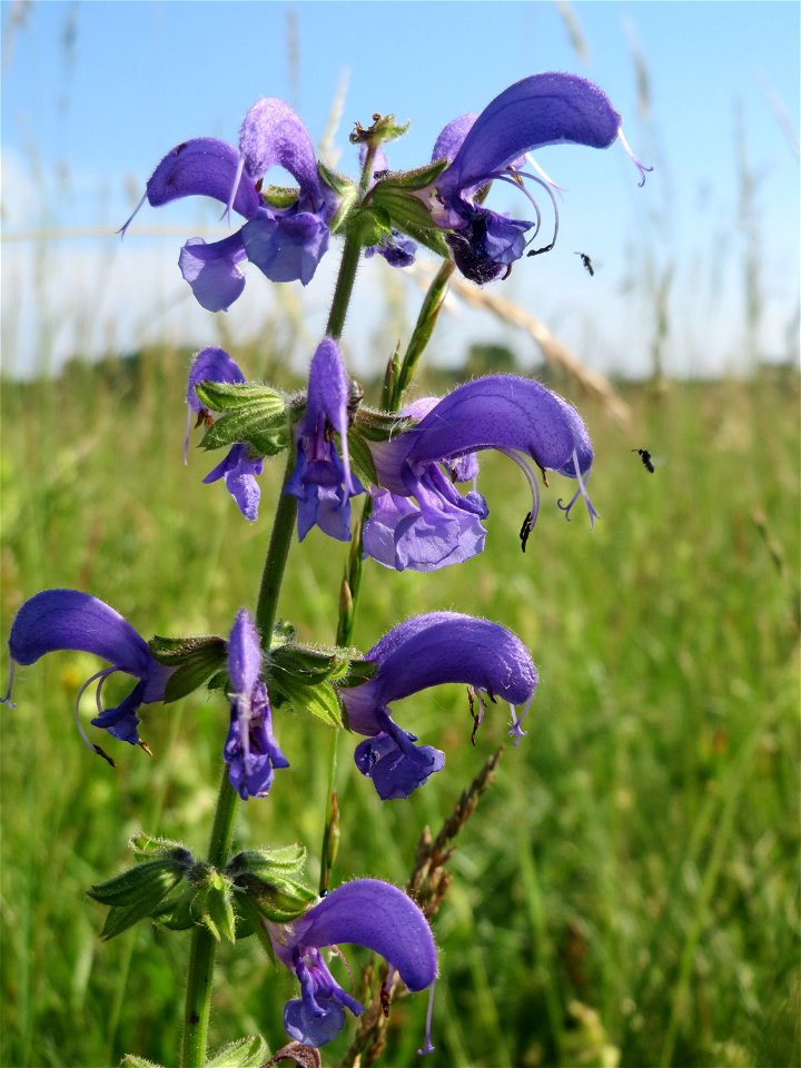 Wiesensalbei (Salvia pratensis) auf einer Wiese in den Horststückern im Landschaftsschutzgebiet „Hockenheimer Rheinbogen“