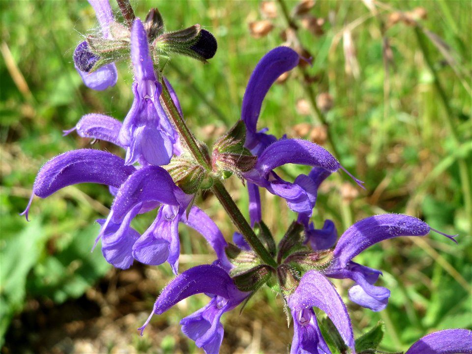Wiesensalbei (Salvia pratensis) am Stadtrand von Hockenheim