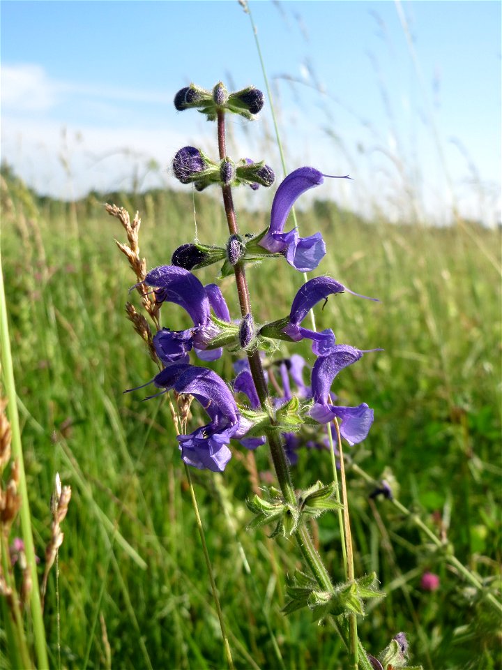 Wiesensalbei (Salvia pratensis) auf einer Wiese in den Horststückern im Landschaftsschutzgebiet „Hockenheimer Rheinbogen“ photo