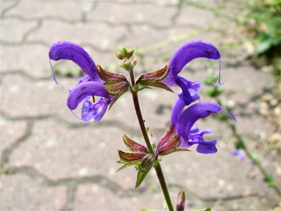 Wiesensalbei (Salvia pratensis) am Stadtrand von Hockenheim photo