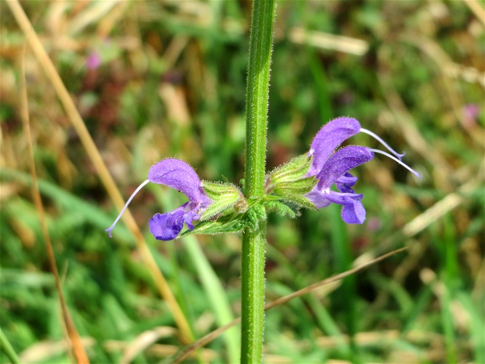 Wiesensalbei (Salvia pratensis) bei Wiesbaden-Nordenstadt