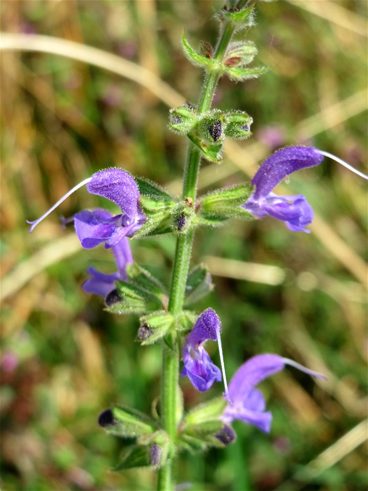 Wiesensalbei (Salvia pratensis) bei Wiesbaden-Nordenstadt