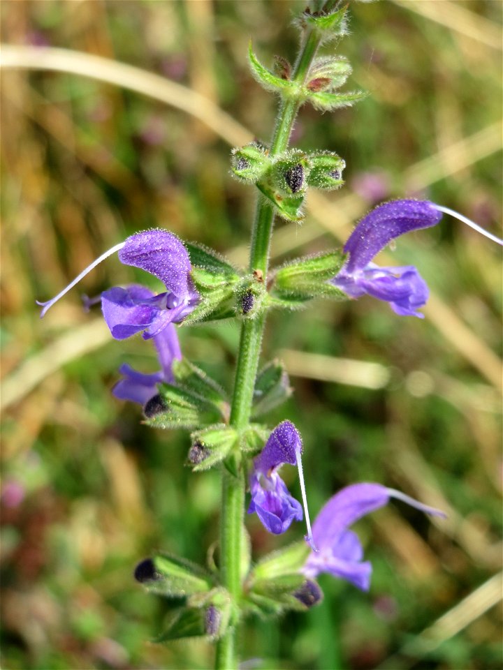 Wiesensalbei (Salvia pratensis) bei Wiesbaden-Nordenstadt photo