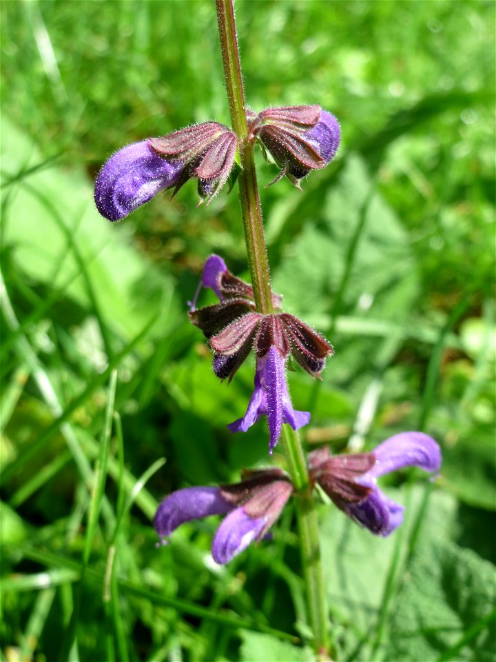 Wiesensalbei (Salvia pratensis) im Bürgerpark Saarbrücken