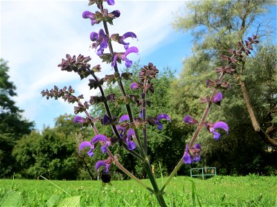 Wiesensalbei (Salvia pratensis) im Bürgerpark Saarbrücken