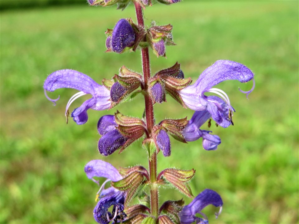 Wiesensalbei (Salvia pratensis) in Oftersheim