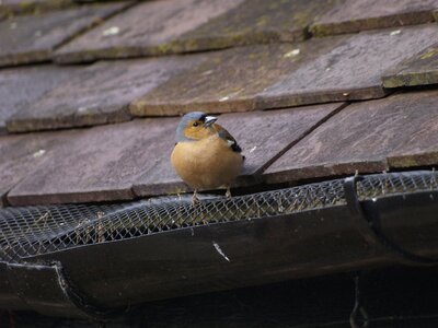 Perched nature songbird