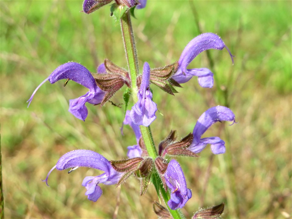Wiesensalbei (Salvia pratensis) in Oftersheim