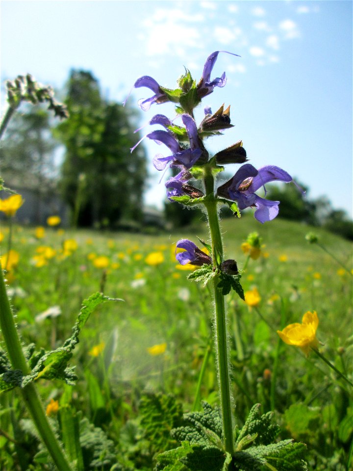 Wiesensalbei (Salvia pratensis) auf einer Wiese im Gartenschaupark Hockenheim