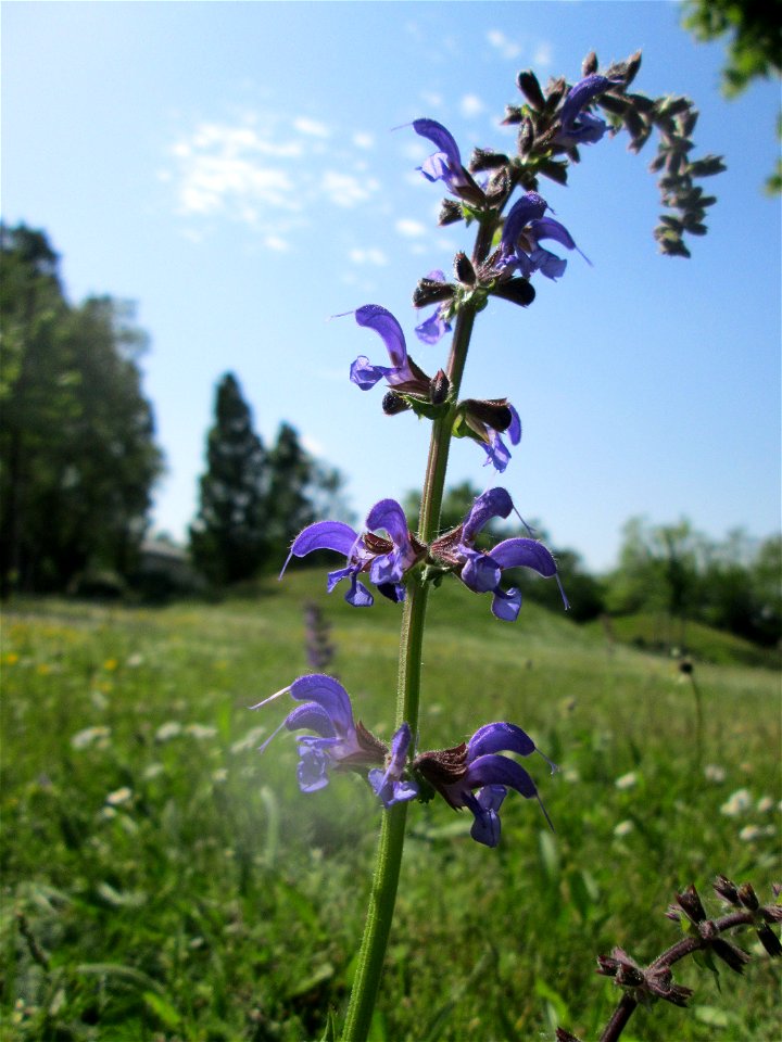 Wiesensalbei (Salvia pratensis) auf einer Wiese im Gartenschaupark Hockenheim