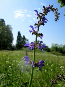 Wiesensalbei (Salvia pratensis) auf einer Wiese im Gartenschaupark Hockenheim