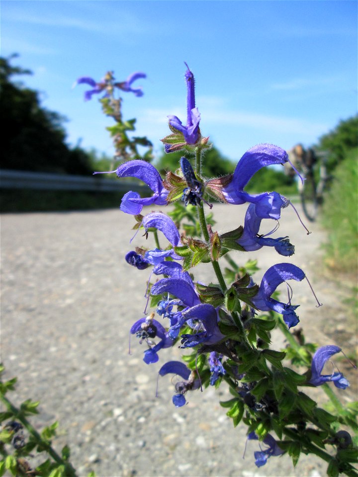 Wiesensalbei (Salvia pratensis) auf einer Brücke im Landschaftsschutzgebiet „Hockenheimer Rheinbogen“