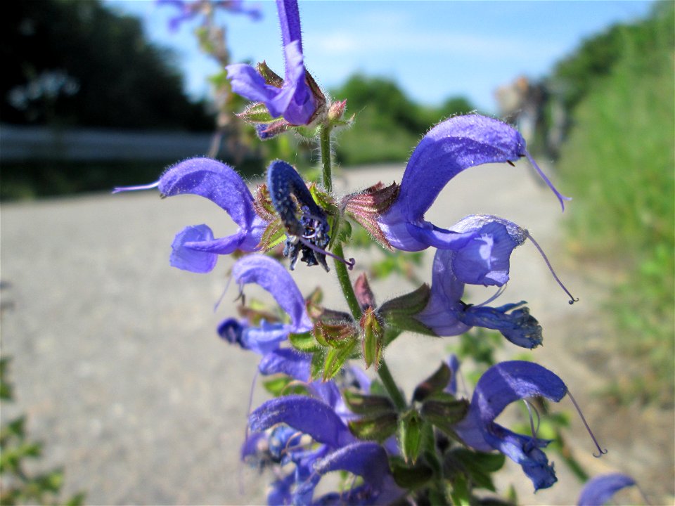 Wiesensalbei (Salvia pratensis) auf einer Brücke im Landschaftsschutzgebiet „Hockenheimer Rheinbogen“