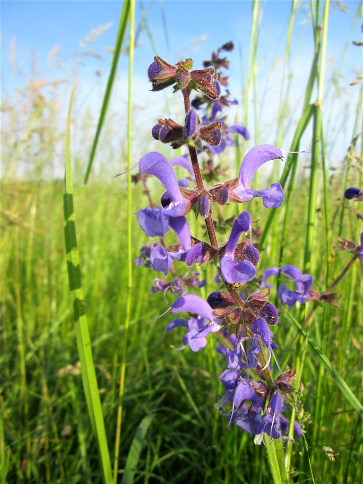 Wiesensalbei (Salvia pratensis) auf einer Wiese im Landschaftsschutzgebiet „Hockenheimer Rheinbogen“